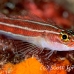 triplefin_striped_hd_lan_h_0065_tha0383.jpg